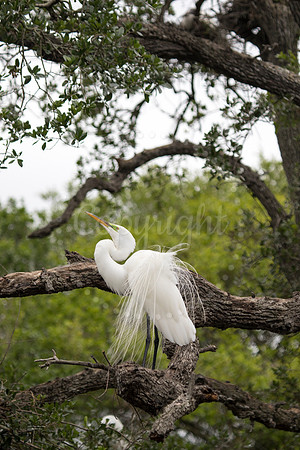 EgretDance1