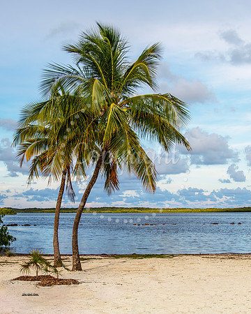 Coconut Trees
