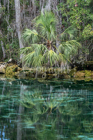 Palm Reflection