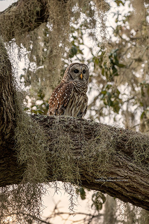 Owl Alert