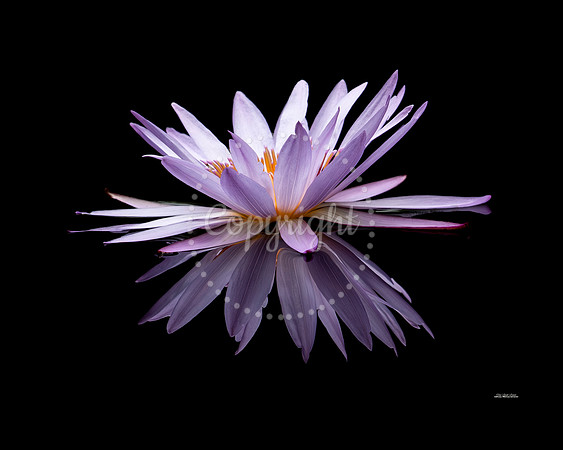 Lavender Passion
