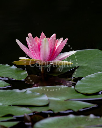 Water Lily Amazement