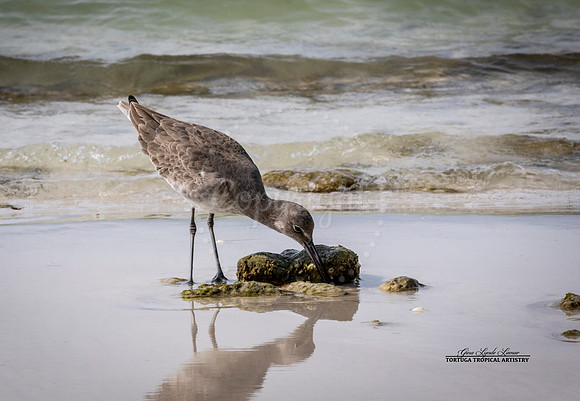 SeashoreSlurping