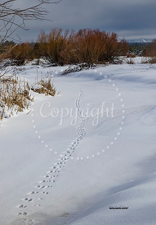 Tracks in Snow