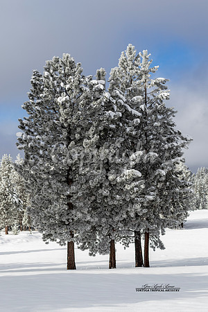 Winter Wonderland