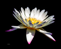 Multi Colored Lily