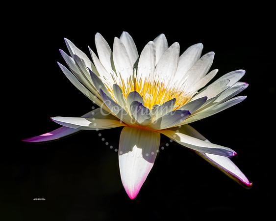 Multi Colored Lily