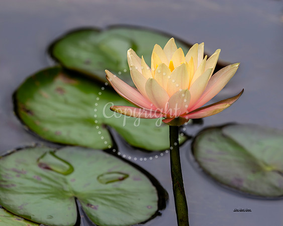 Golden Lily