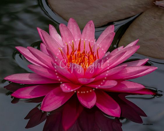 Fuchsia Lily