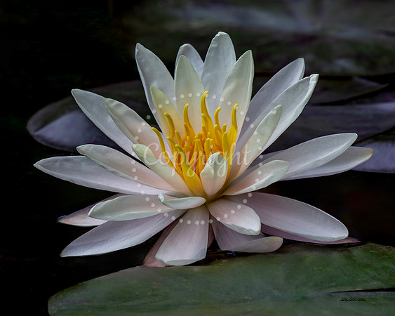 Pearlescent Lily
