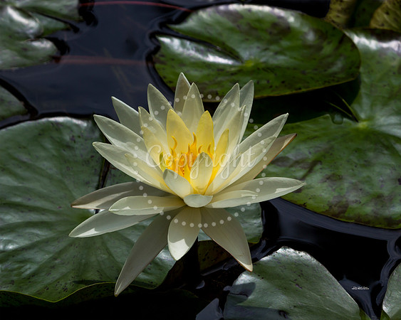 YellowWaterLily 16x20