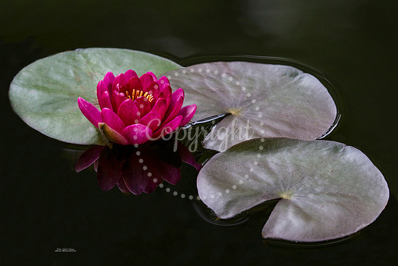 RoseColoredLily 8x12