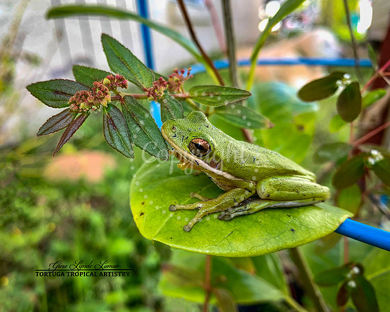 GreenTreeFrog