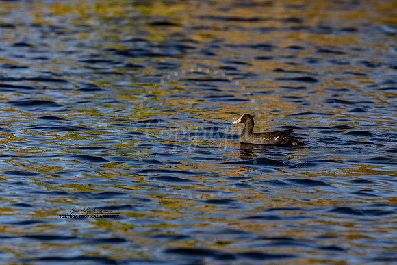 SimpleMoorhen