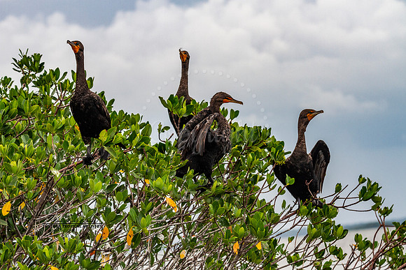 CongregatingCormorants