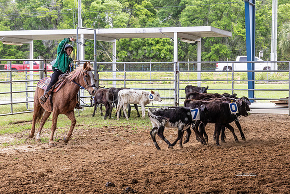 #5 Horses