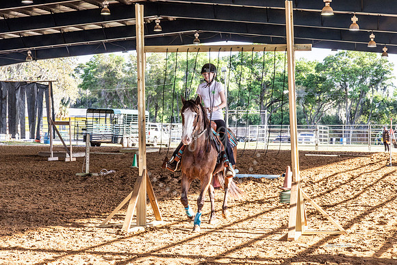 #8 Horses