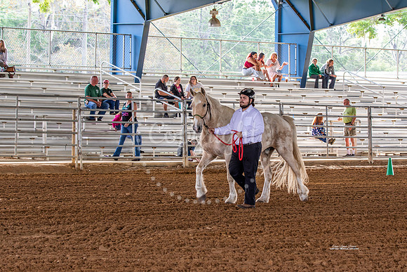 #9 Horses