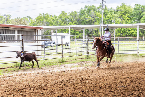 #12 Horses