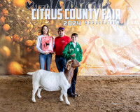 Class 6 Yearling Breeding Doe