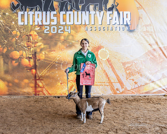 Class 2 Dairy Goat