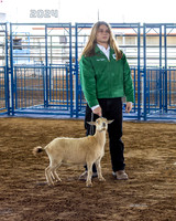 Class 3 Dairy Goat