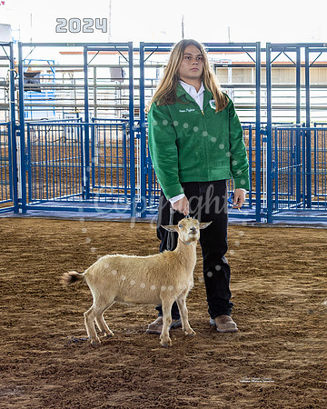 Class 3 Dairy Goat