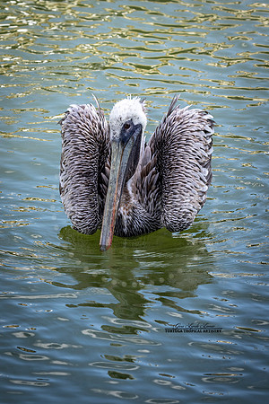 FluffyPelican
