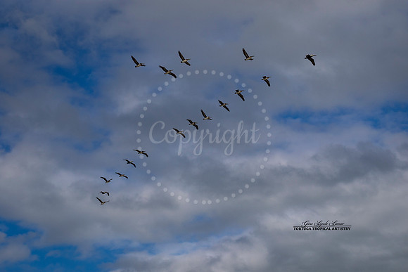 FlockinFlight