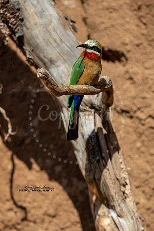 Bee Eater Beauty