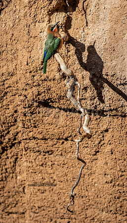 Bee Eater Shadow