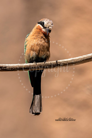Bee Eater