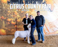 Div Winner Whiteface Ewe