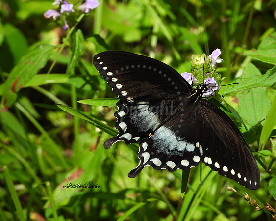SwallowtailLovely