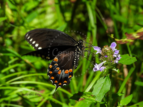 SucculentSwallowtail