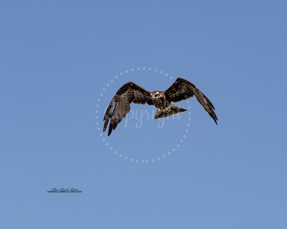 HuntingHawk