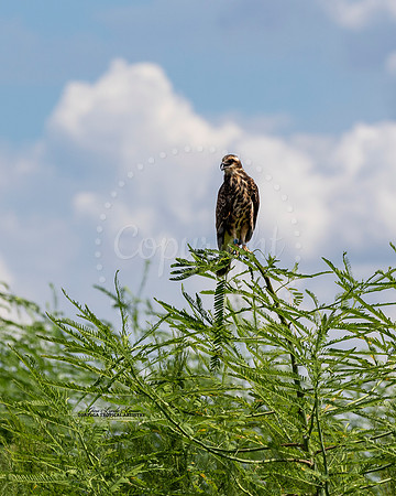 PaynesPrairieHawk