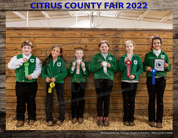 Jr Rabbit Showmanship