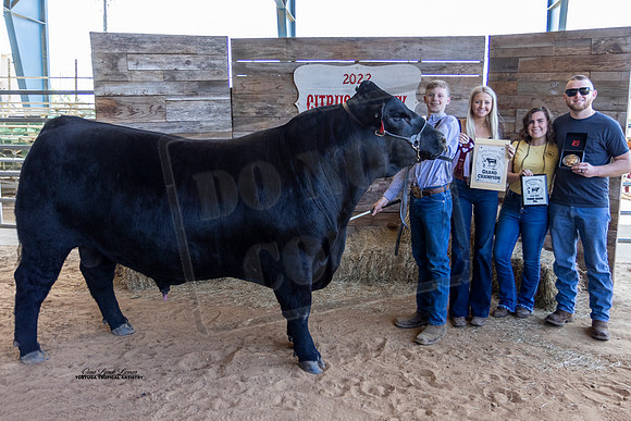 OBS Grand Champion Bull