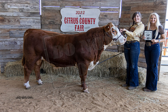 OBS Bull Class 2