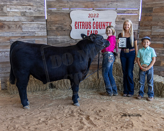 OBS Bull Class 1