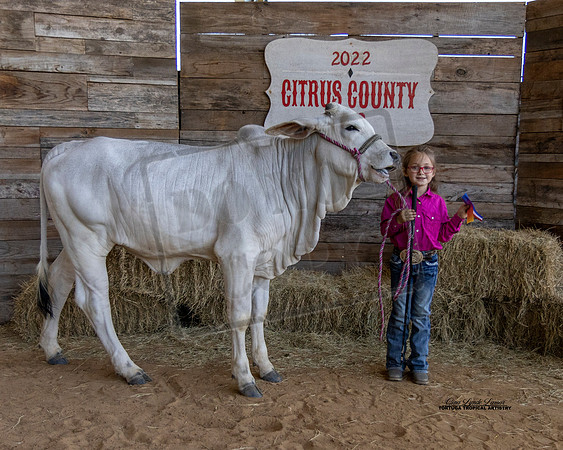 Pee Wee Beef Showmanship 5