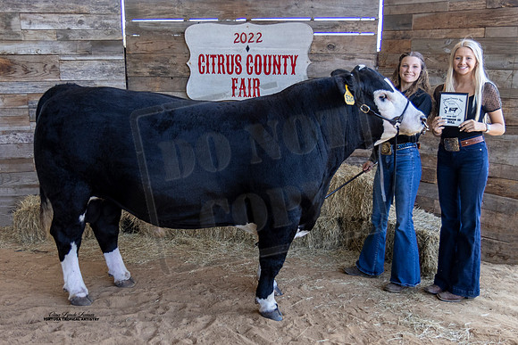 OBS Bull Class 3