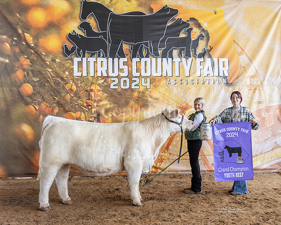 GC Heifer