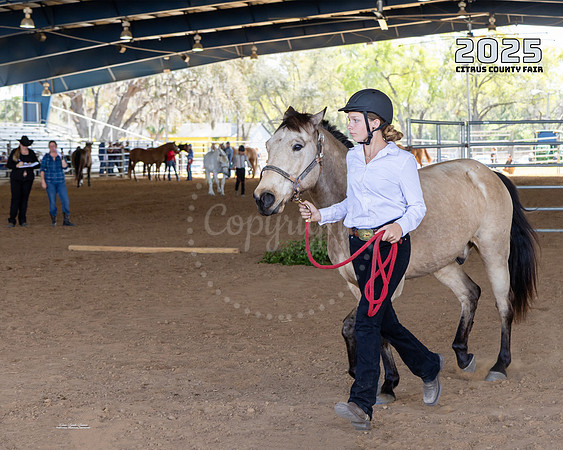 Horses 15