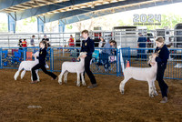 Sheep #1