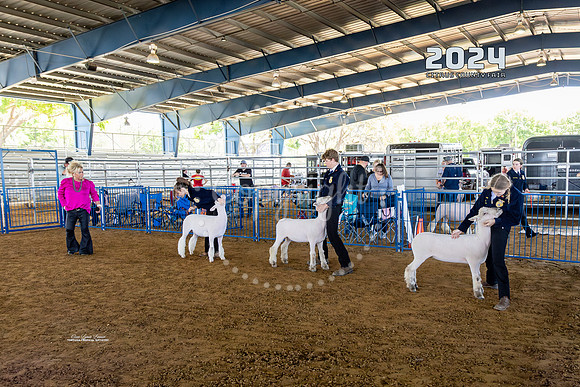 Sheep #2
