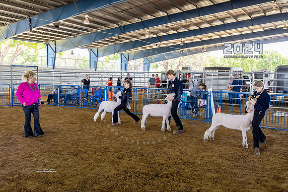 Sheep #3