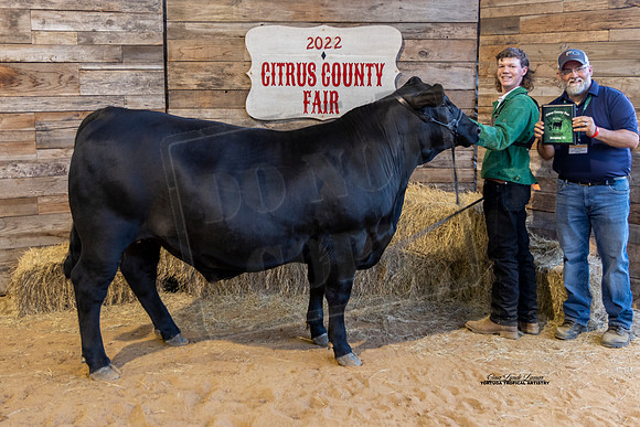 Steer Show Class 6