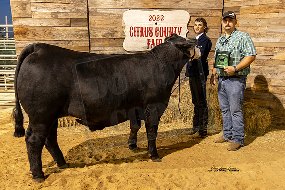 Steer Show Class 8